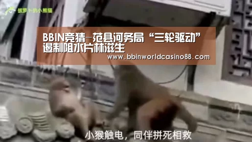 BBIN竞猜-范县河务局“三轮驱动”遏制阻水片林滋生(图1) BBIN百家乐