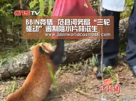 BBIN竞猜-范县河务局“三轮驱动”遏制阻水片林滋生(图2) BBIN百家乐