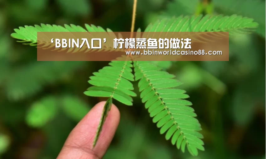 BBIN百家乐