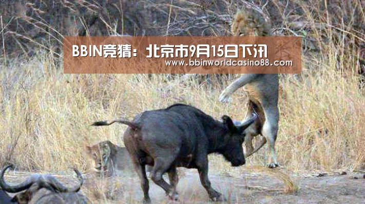 BBIN竞猜:北京市9月15日下汛(图3) BBIN竞猜